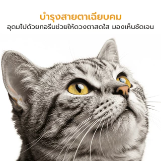 WHISKAS วิสกัส อาหารเม็ดแมวโต 3kg อาหารแมว ยอดนิยม แมวกินง่าย Petus Kingkaew