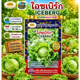 เมล็ดพันธุ์ ผักสลัด ตราภูเขาทอง (มากกว่า25ชนิด) เรดโอ๊ค กรีนโอ๊ค ผักเคล เคลใบหยิก บีทรูท มินิคอส ผัก
