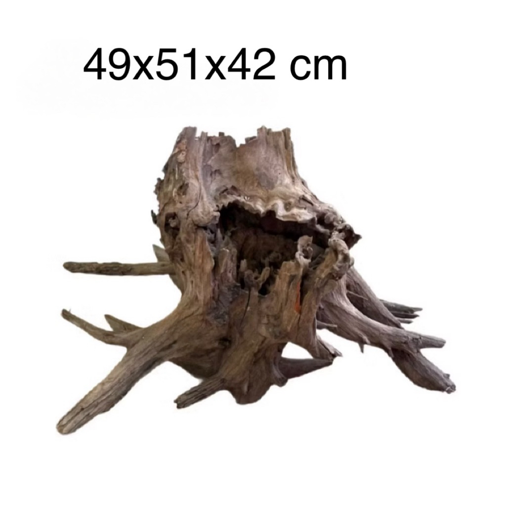 ไม้จมแม่น้ำ เนื้อเเข็ง เนื้อแน่น และสวยงาม driftwood display