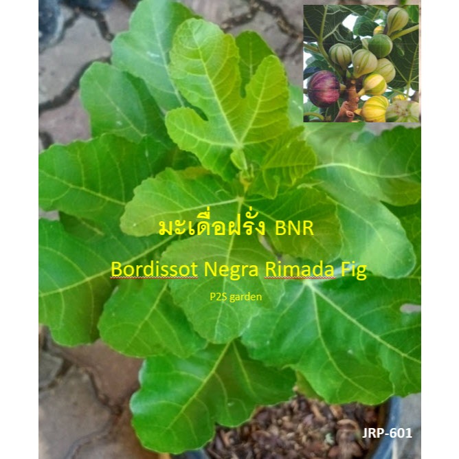 ต้น มะเดื่อฝรั่ง BNR Bordissot Negra Rimada เสียบยอดอิรักกี้ กระถาง 10 นิ้ว สวยมาก ใบกำลังฟู