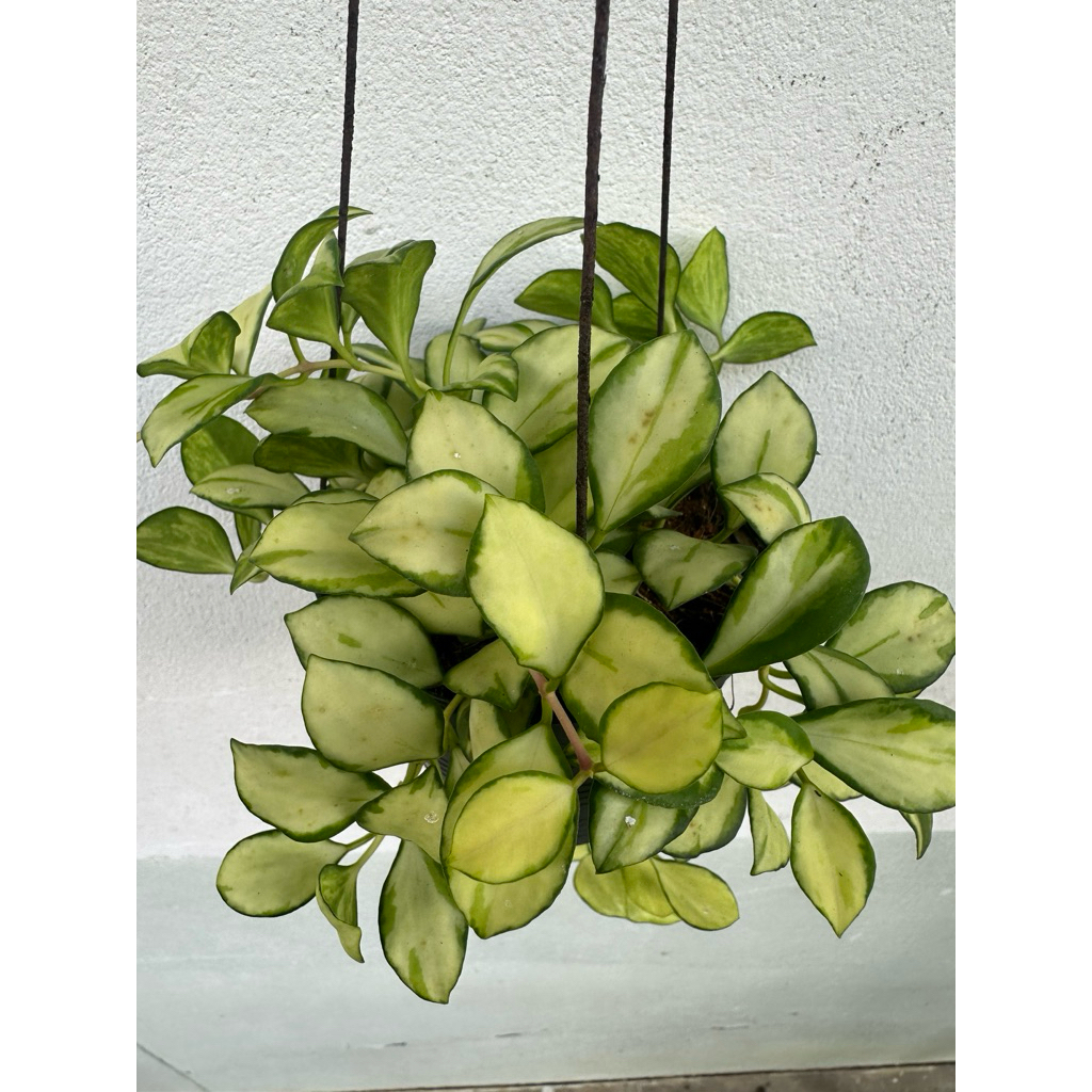 Hoya Heuschkelina var ใบด่างสวยงาม