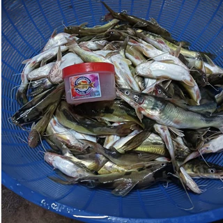 เหยื่อตกปลากดหมายลับ (ขายดี รีวิวแน่น) เหยื่อหมัก สูตรเข้มข้น