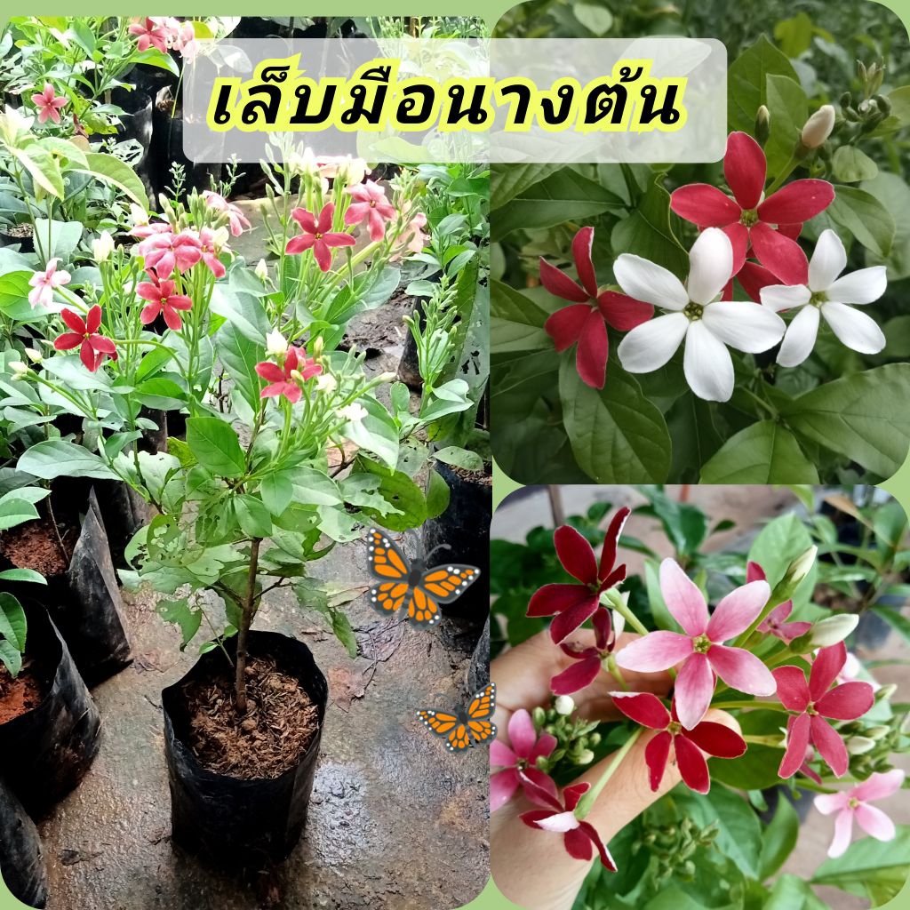 ต้นเล็บมือนางต้น,เล็บมือนางพุ่ม(ดอกลา)*ชุดนี้ส่งติดดอกทุกต้นสูง50-70ซม.แบบปักชำถุง6นิ้ว