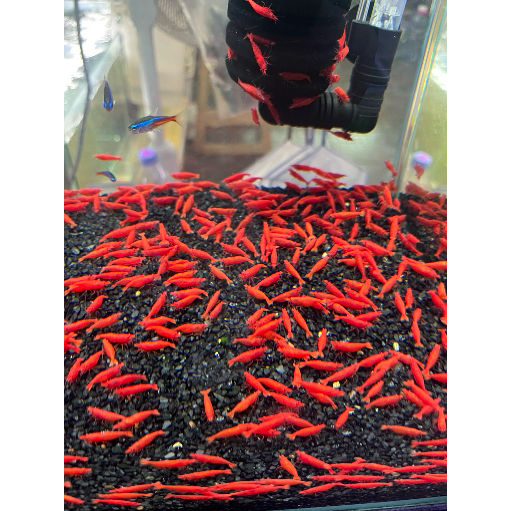 อุปกรณ์สำหรับตกแต่งตู้ปลา กุ้งเรดไฟร์ 5ชิ้น195บาท