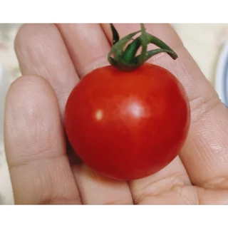 เมล็ดมะเขือเทศญี่ปุ่น Aiko รสชาติหวานอร่อยที่สุด Aiko red cherry tomato และเมล็ดมะเขือเทศเนื้อฟู