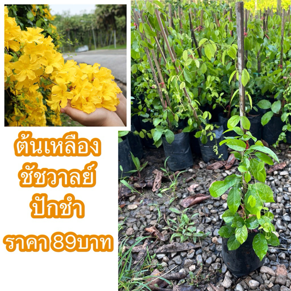 ต้นเหลืองชัชวาลย์ ปักชำ ช่วงราคาโปร(สั่งขั้นต่ำ2ต้น)สูง70ซม. เป็นไม้เลื้อย มีดอกสีเหลืองทองสวยมาก ปลูกไว้ประดับบ้านได้