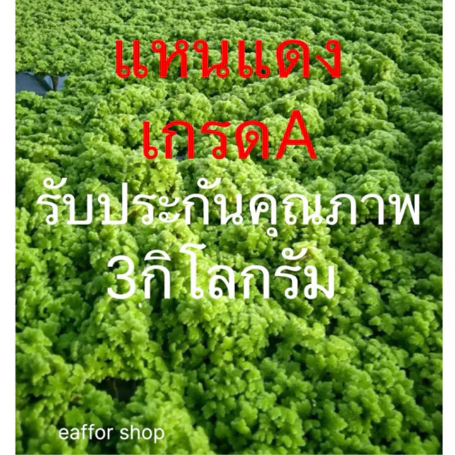 แหนแดง อะซอลล่าไมโครฟิลล่า [3 กิโล]แม่พันธุ์ดอกใหญ่ เกรดA ส่งเร็วส่งด่วน รับประกันคุณภาพสินค้า
