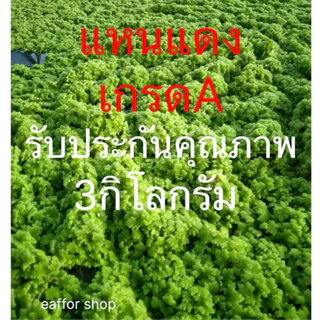 แหนแดง อะซอลล่าไมโครฟิลล่า [3 กิโล]แม่พันธุ์ดอกใหญ่ เกรดA ส่งเร็วส่งด่วน รับประกันคุณภาพสินค้า