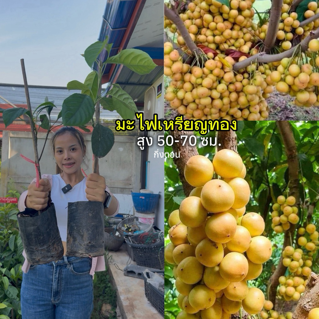 ต้นมะไฟเหรียญทอง(กิ่งตอน)สูง 50-70 ซม.