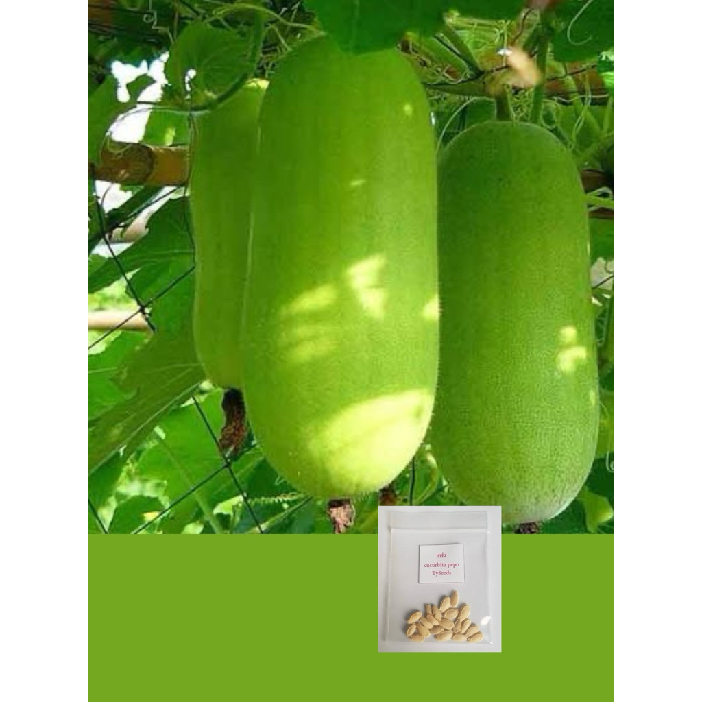 เมล็ดพันธุ์ แฟง 20 เมล็ด [ 10แถม2 ]คละได้