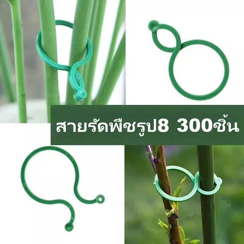 ตัวยึดเถาไม้ 300 ชิ้น สายรัดพืชรูป 8 อุปกรณ์สนับสนุนพืช ใช้ซ้ำได้ ยืดหยุ่น ไม่ทำลายพืช ส่งจากกรุงเทพฯ สำหรับองุ่น กุหลาบ