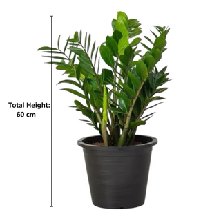 กวักมรกตเขียว กระถาง 11 นิ้ว zamioculcas zamiifolia pot “11