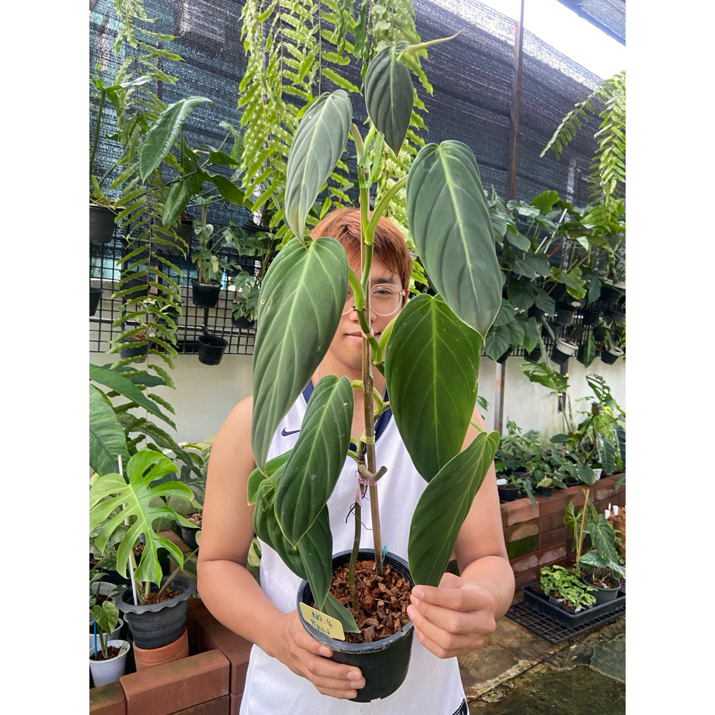 ฟิโลเดนดรอนกิแกส (Philodendron Gigas) เป็นไม้เลื้อยหายากที่มีความโดดเด่นด้วยใบขนาดใหญ่ผิวสัมผัสคล้าย กำมะหยี่