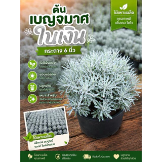 ต้นเบญจมาศใบเงิน ไซส์กระถาง6นิ้ว