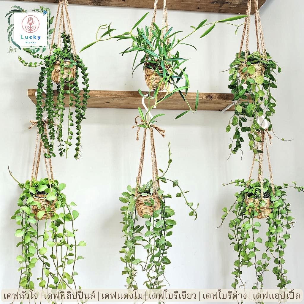 🌿(ขนาด 3 นิ้ว)เดฟใบรีเขียว/ใบรีด่าง/หัวใจล้านดวง/แตงโม/แอปเปิ้ล/ฟิลิปปินส์ พร้อมกระถางสาน+เชือก+ตะขอแขวน