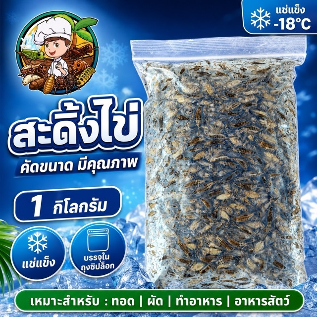 สะดิ้งไข่ แมงสะดิ้งไข่สะดิ้งไข่คัดพิเศษ สามารถนำไป ทอด คั่ว อบลมร้อน อบกรอบ อาหาร โปรตีนสูง