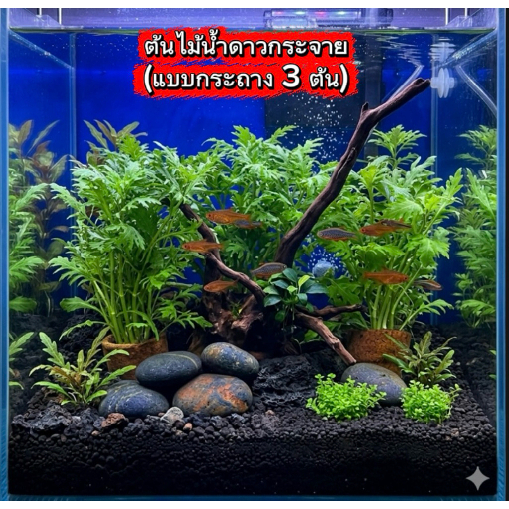 ต้นไม้น้ำดาวกระจาย  พร้อมกระถาง(3 กระถาง 120บาท)
