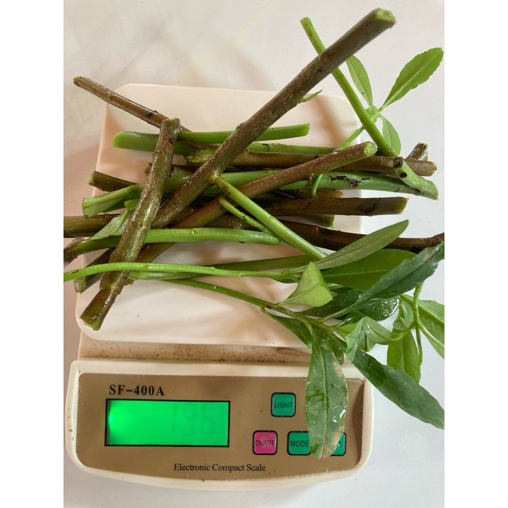 กิ่งพันธุ์โสมไทยพร้อมปลูกน้ำหนัก 100 กรัม เพียงแค่นำไปแช่น้ำไว้ 7-10 วัน กิ่งพันธุ์จะแตกรากแล้วนำไปปลูก