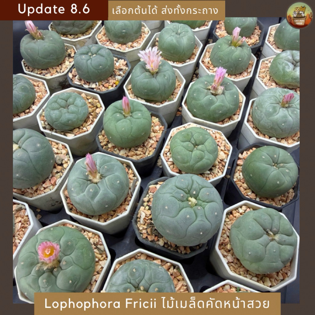 [ Update 8.6 ] Lophophora fricii ไม้เมล็ด คัดหน้ายับๆ ลูก Yatakai & Tanenaka โลโฟ ฟริซิอาย สั่งทั้งกระถาง cactus