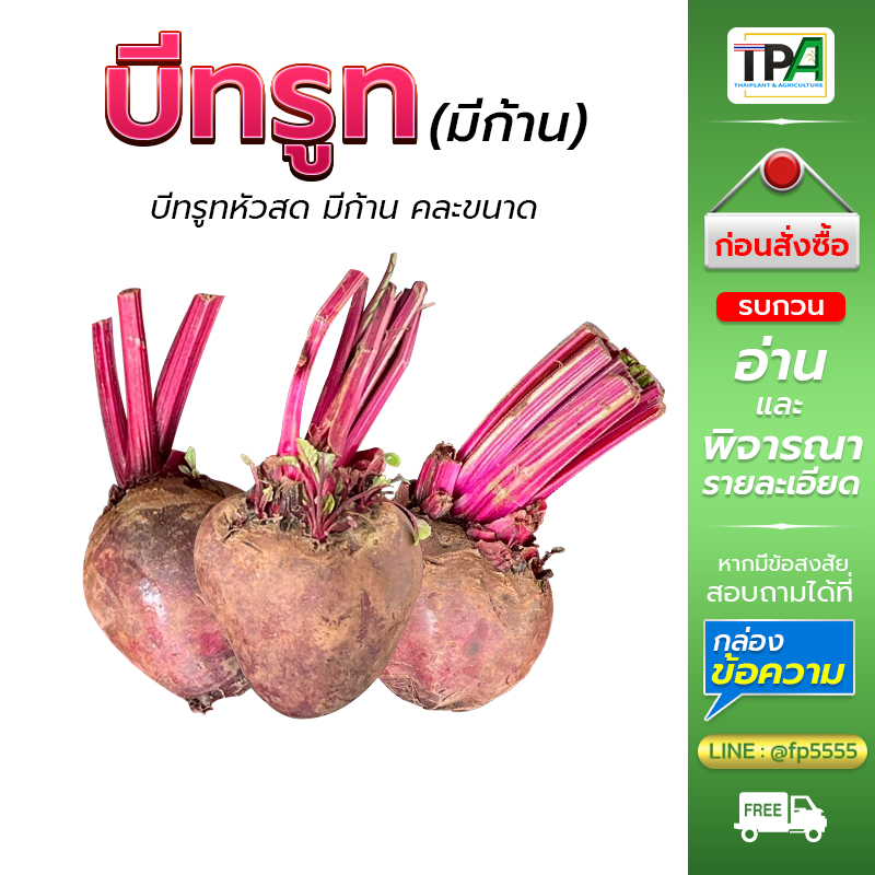 บีทรูท - Beet root (หัวสด-ไม่ตัดก้าน-01) 5, 10, 20 กก/Kg. คละขนาด นำเข้าจากจีน