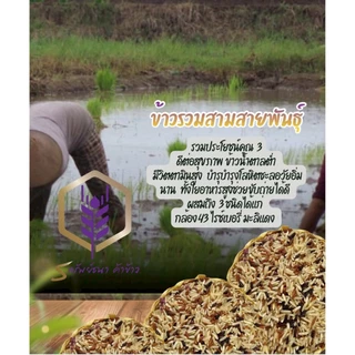 ข้าวรวมสามสายพันธุ์ แพคสุญญากาศ1 กิโลกรัม อร่อย นุ่ม