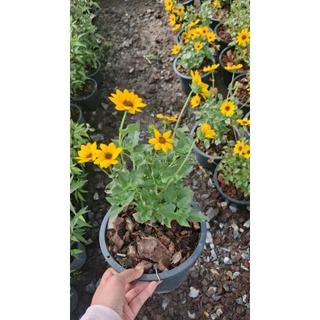 🌻 ทานตะวันญี่ปุ่น ซันเมซิ่ง (Sunmazing) 🌻ไม้ดอกพุ่มเตี้ยที่โดดเด่น กระถาง6นิ้ว