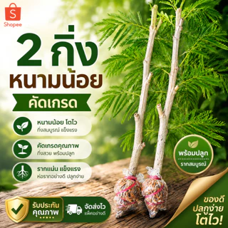 กิ่งชำชะอมไร้หนามคัดเกรด(2กิ่ง) เอาไปปลูกได้เลย ไม่ต้องรอราก