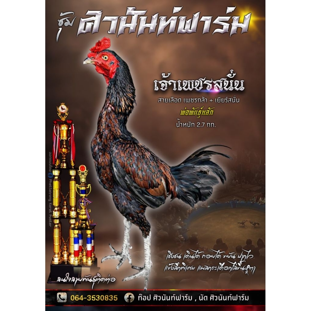 ไข่เชื้อไก่ชนสายเยียร์สนั่น