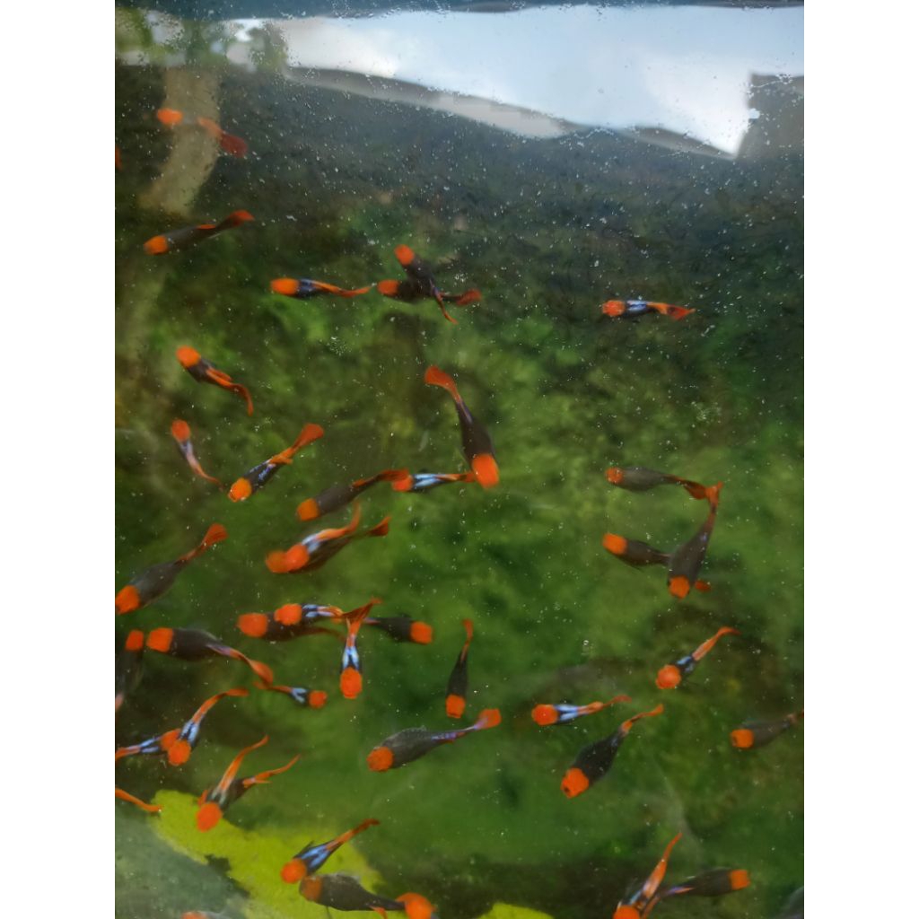 Thumbnail 8