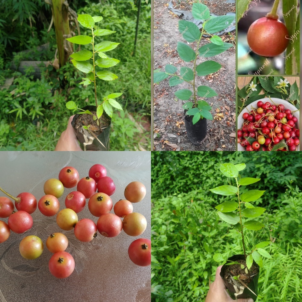 ต้นกล้าตะขบบ้าน ตะขบฝรั่ง Jamican cherry (เพาะเมล็ด) ต้นไม้ให้ร่มเงาโตไว ผลสุกสีแดงรสหวานเย็น นกชอบกิน แข็งแรงพร้อมปลูก