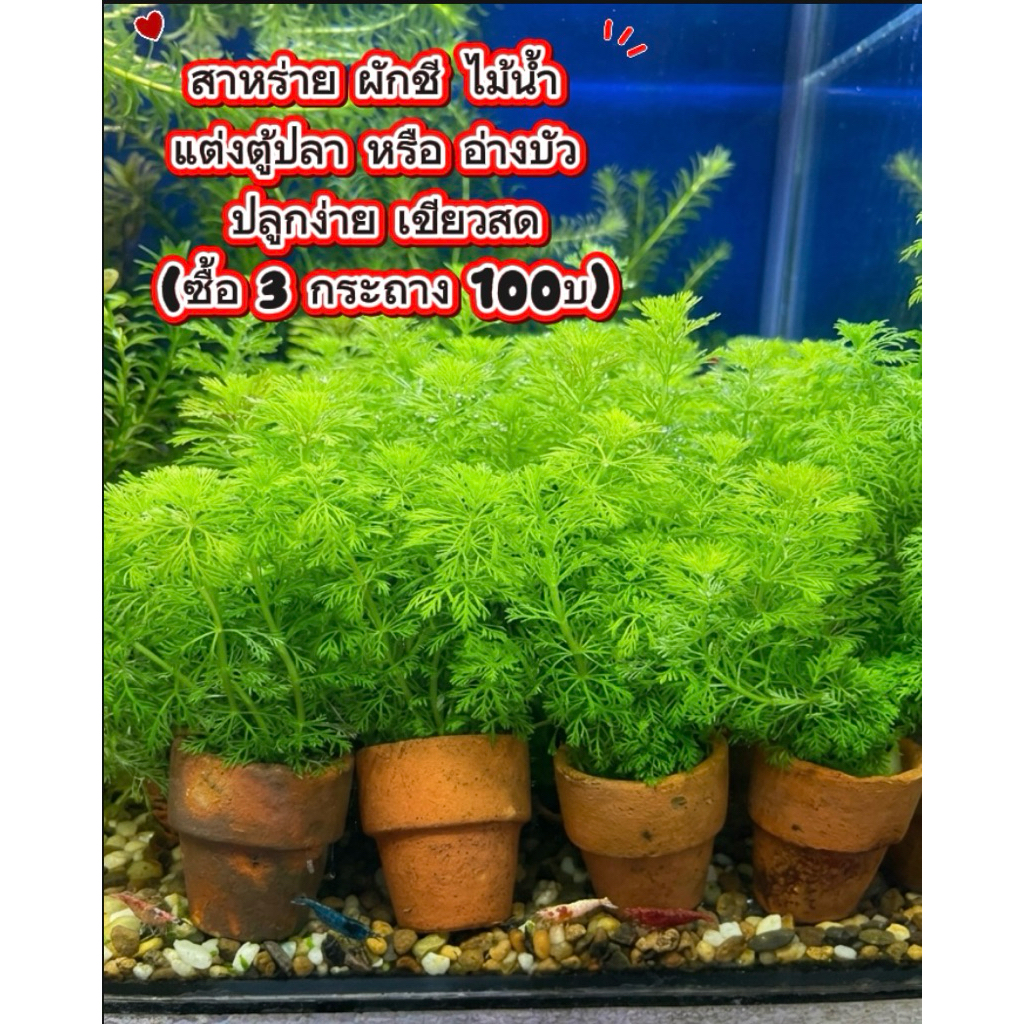 สาหร่าย ผักชี ไม้น้ำ แต่งตู้ปลา หรือ อ่างบัว ปลูกง่าย (ชื้อ 3 กระถาง 100 บ.)