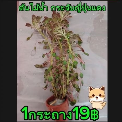 ไม้น้ำ ต้นกระจับแดงญี่ปุ่น ตบแต่งตู้ปลา