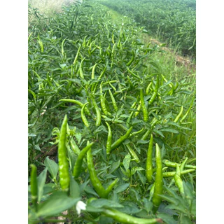 พริกเรดซูพรีม 107 (Syngenta)1ซองได้5000เมล็ด
