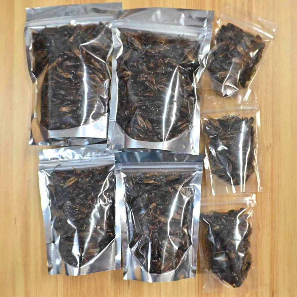 รวมเเมลงอบแห้ง จิ้งหรีดอบเเห้ง จิ้งหรีดไข่อบเเห้ง ดักเเด้อบแห้ง อาหารเสริมโปรตีนสำหรับสัตว์เลี้ยง สัตว์ฟันเเทะ