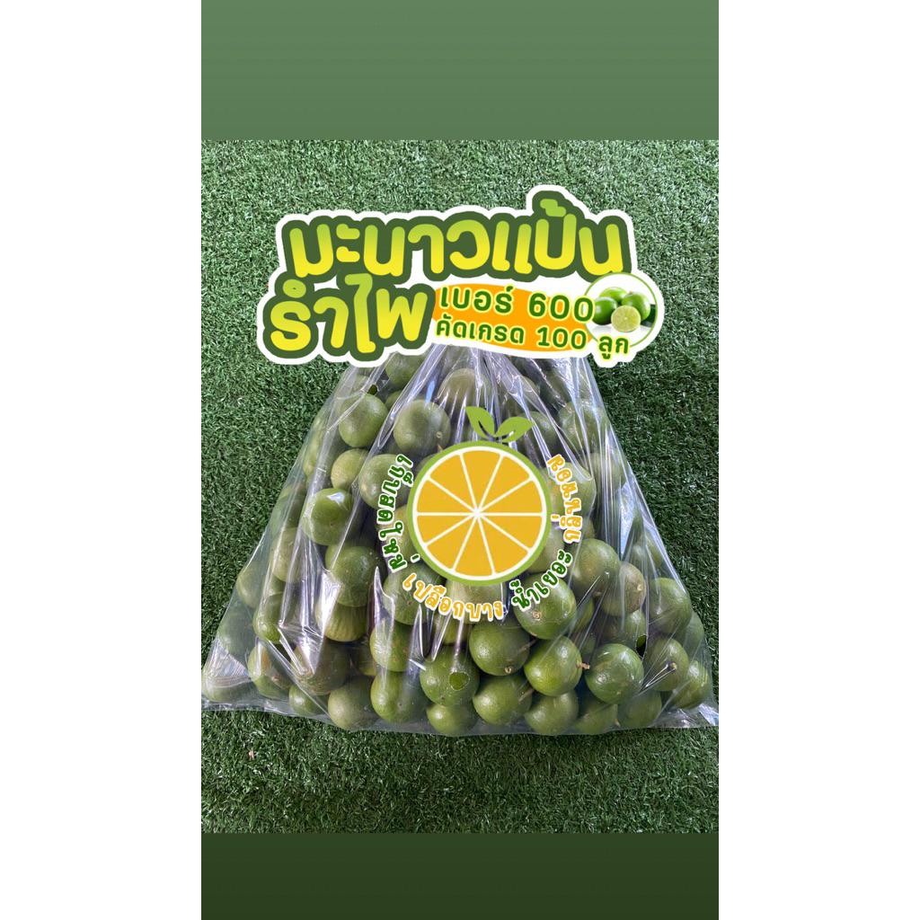 มะนาวแป้นรำไพแท้ได้ (100 ลูก )น้ำดี 🍋  เบอร์ 600
