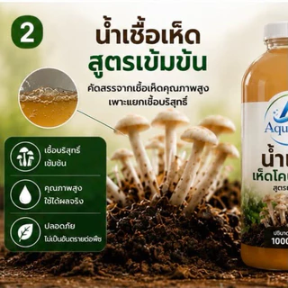 เชื้อเห็ดโคนปลวก สูตรเข้มข้น ขึ้นง่าย ออกไว ปลูกได้ทุกฤดู น้ำเชื้อเห็ดผสมฮอร์โมนเห็ดดอกใหญ่ ออกเยอะ โตไว เชื้อเห็ด เห็ด