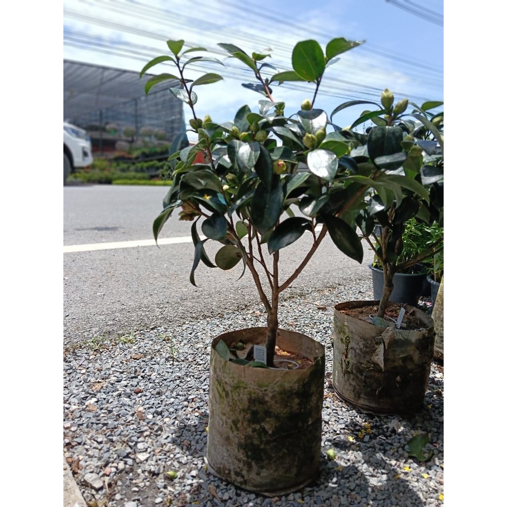 คามิลเลีย (Camellia)  "กุหลาบแห่งฤดูหนาว" สื่อถึงความรัก ความสง่างาม และความจงรักภักดี