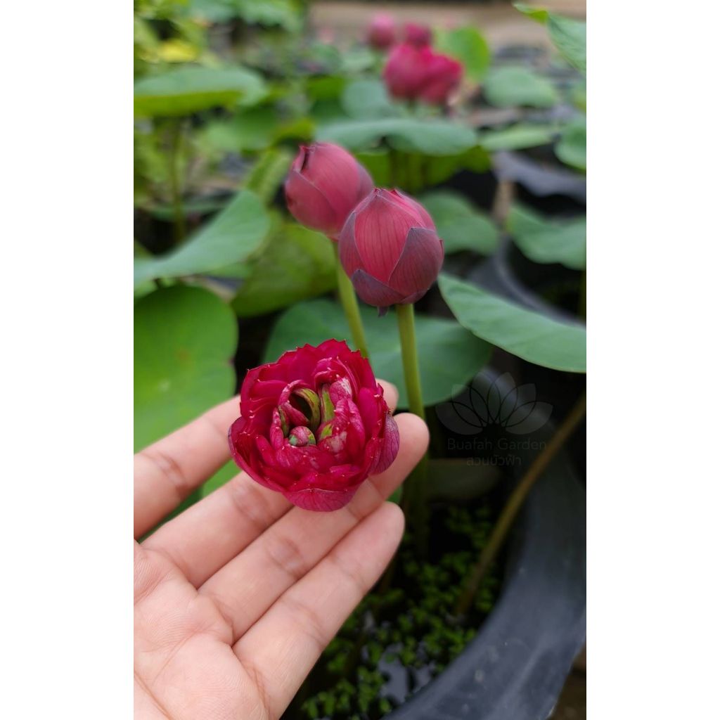 บัวหลวงแคระ "Siam Ruby" สยามรูบี้ สีแดงเข้ม ขนาดเล็กน่ารัก