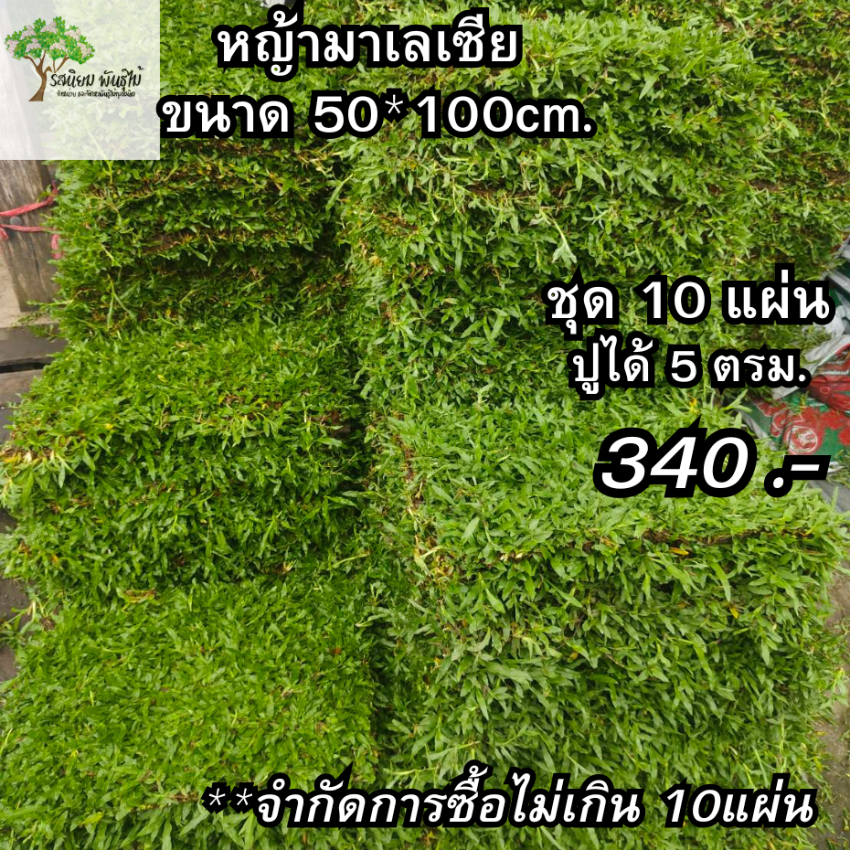 ชุด 10แผ่น หญ้าสนามจริง ตัดสด หญ้ามาเลเซีย กว้าง50cm. ยาว100cm.