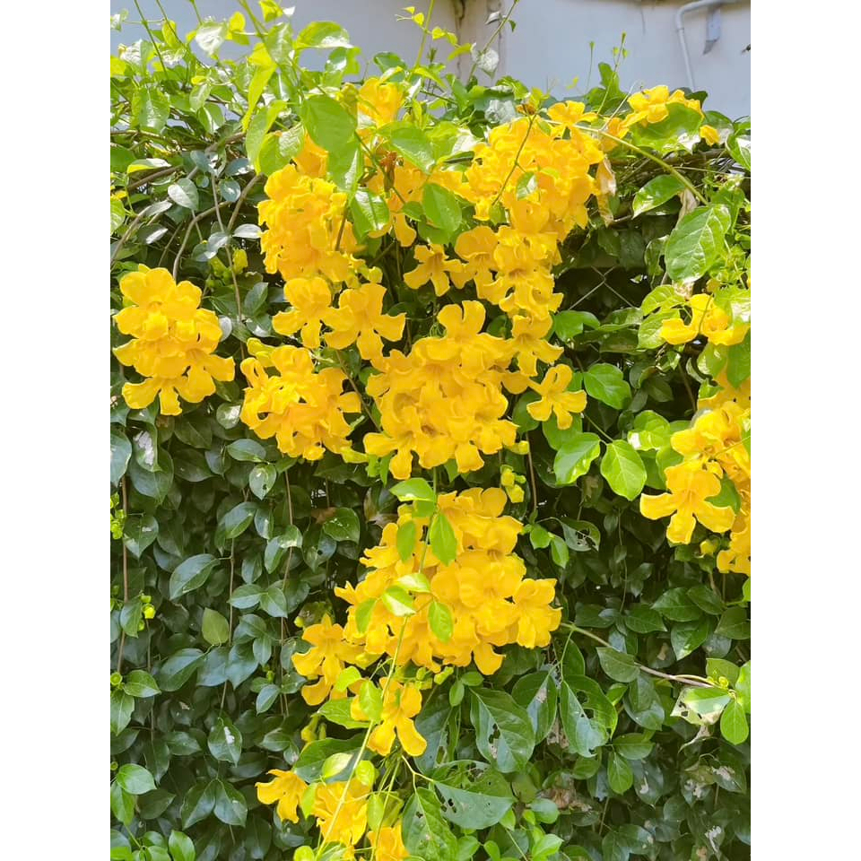 ต้นพันธุ์ ต้นเหลืองชัชวาลย์ ถุงดำพร้อมปลูก 49 บาท