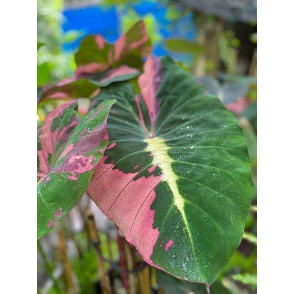 ลาวาพิ้ง ไวโอเล็ต 🌷👿