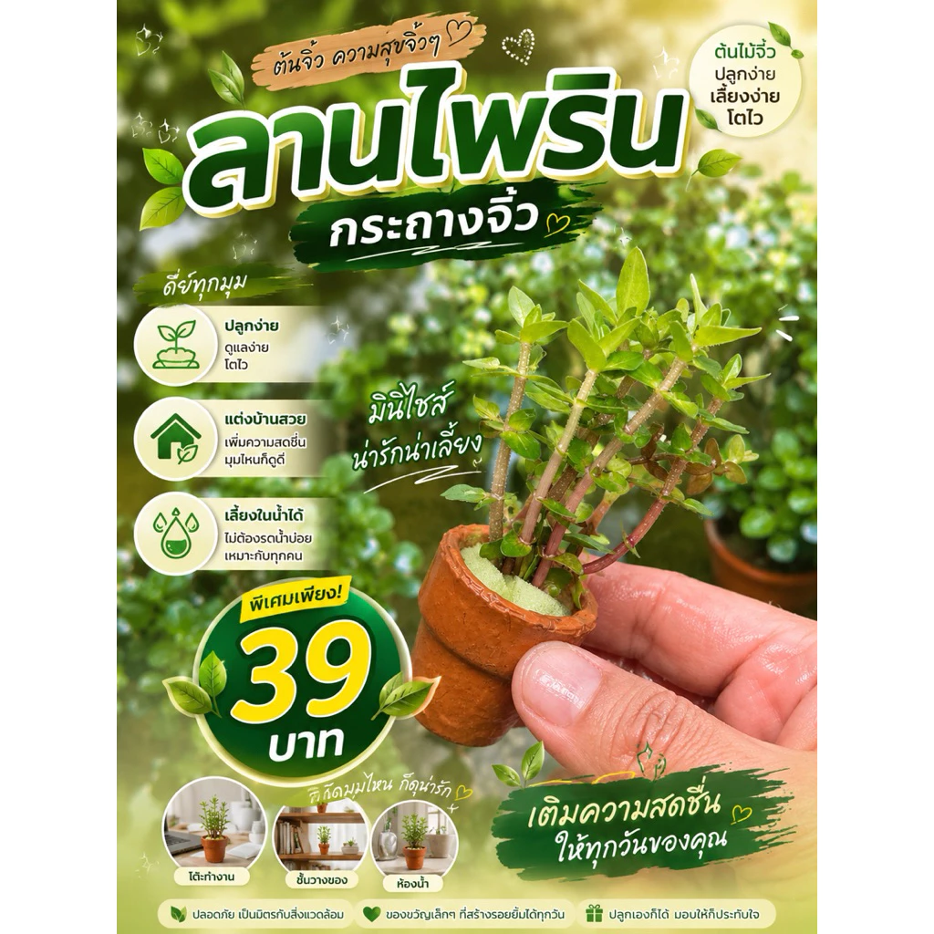 ลานไพริน กระถางจิ๋วหนึ่งกระถาง