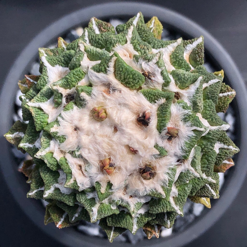 🌵แคคตัส อาริโอ คอทชู โออิโบ๊ะ Ariocarpus Kotchoubeyanus ooibo cactus ไม้กราฟ จำนวน 1 ต้น