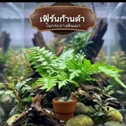 เฟิร์นก้านในกระถางดินเผา  ตกแต่งตู้ปลา ฟอร์มกอสวย🐠
