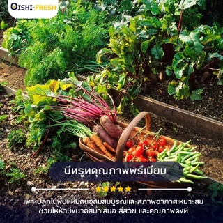 🛒Oishi-Fresh🥬บีทรูท ปลอดสารพิษ 1 กก. รสชาติกรอบ สด ใหม่ ใยอาหารสูง หวานออร์แกนิค เคลมได้ 1-2 วัน