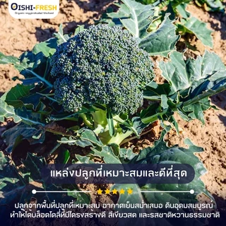 🛒Oishi-Fresh🥬บล็อคโคลี่ ปลอดสารพิษ 1 กก. รสชาติกรอบ สด ใหม่ ใยอาหารสูง หวานออร์แกนิค ผัก เคลมได้ 1-2 วัน
