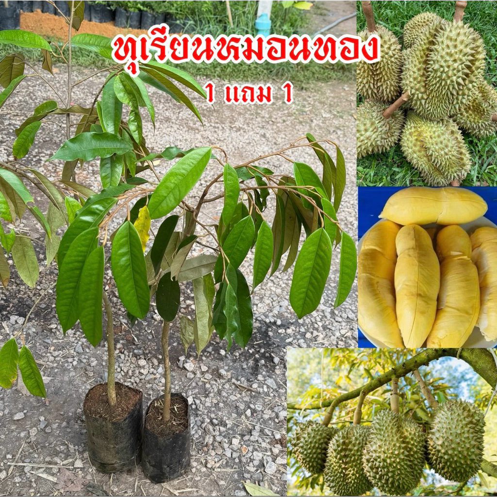 ต้นทุเรียนหมอนทอง 1 แถม 1