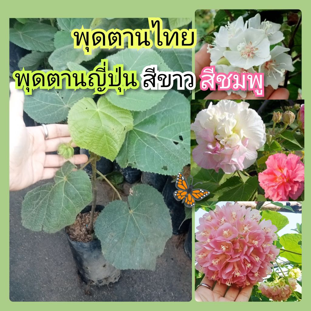ต้นพุดตานไทย/พุดตานญี่ปุ่นสีชมพู/ขาว/พุดตานฮาวาย🌿แบบปักชำสูง40-60ซม.พร้อมส่งต้นแข็งแรง
