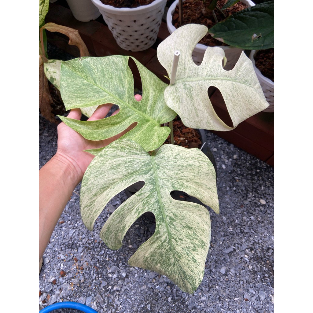 มอนสเตอร่า ฟูลมิ้นท์ (Monstera Full Mint) หรือที่รู้จัก Monstera Deliciosa 'Full Mint' Variegated ซึ่งเป็นไม้ด่างหายาก