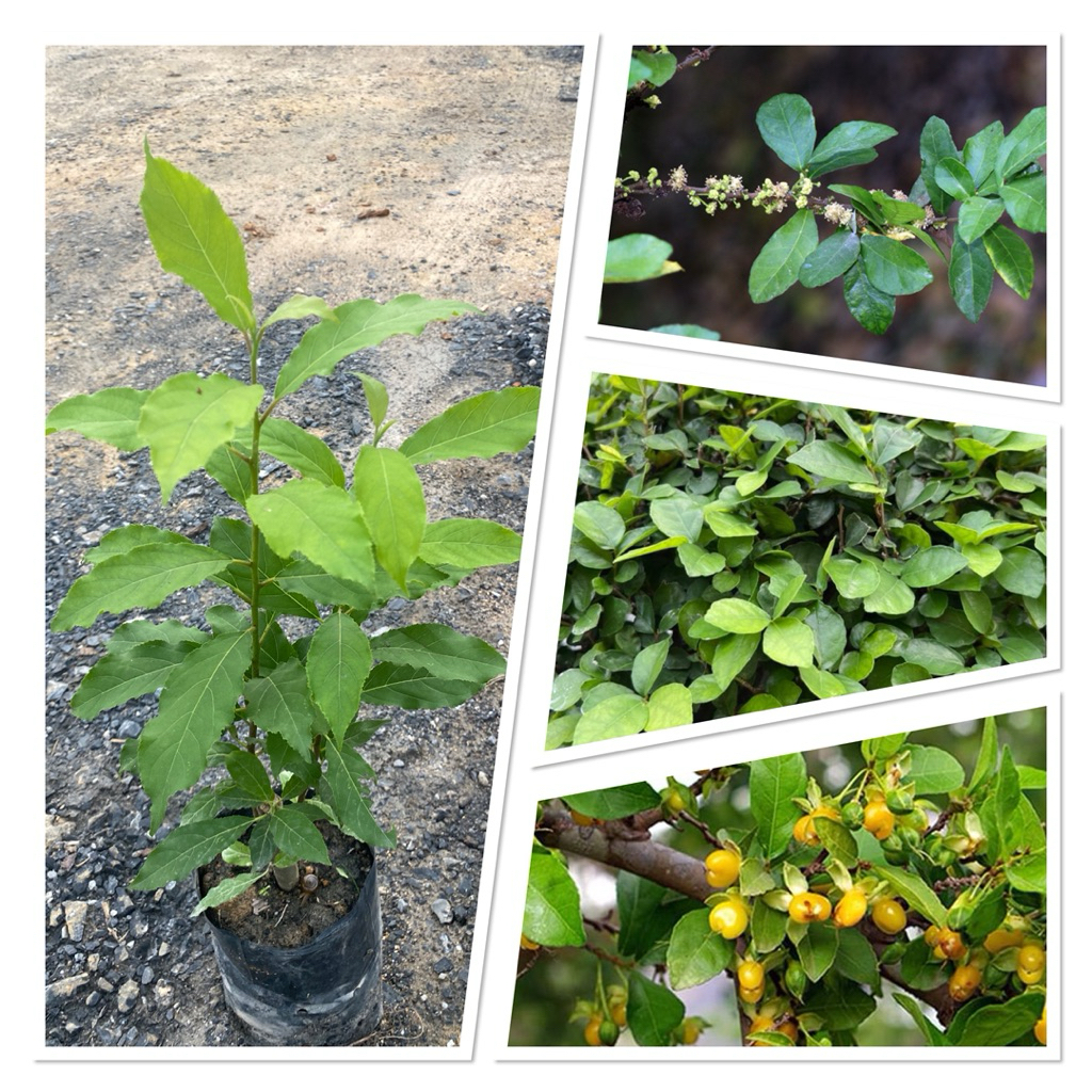 ต้นข่อย ต้นพญาล้างไต ข่อยดำ ก่ายกอม (ความสูง 30-50cm)